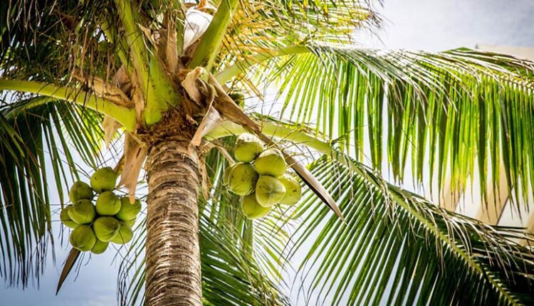 विश्व नारियल दिवस