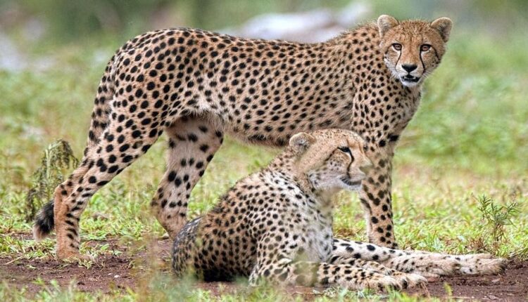 चीता टास्क फोर्स